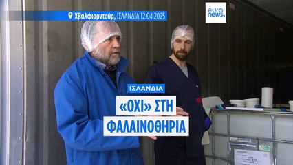 Ισλανδία: Ακυρώθηκε για δεύτερη συνεχή χρονιά η περίοδος φαλαινοθηρίας