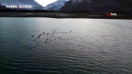 Angıt kuşlarının yeni meskeni Erzurum: Göç etmiyor, orada ürüyorlar