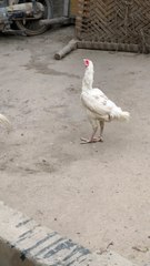 White Heera chick 🐥 #heera #chick #qualitybird #supreme #henna