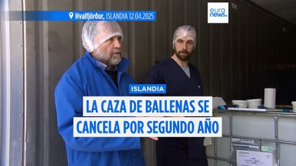 Cancelada la temporada de caza de ballenas en Islandia por segundo año consecutivo
