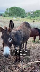 Cet âne sauve les bergers des loups !