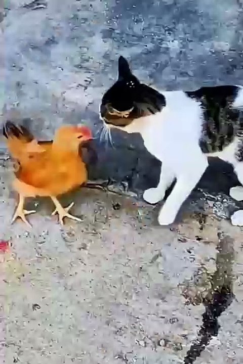 Funny Animals 😼Cute Animals  #short #cuteanimals #funnyanimals
