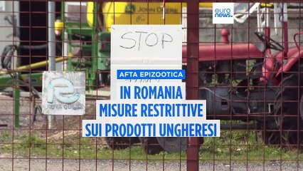 Afta epizootica fermata in Ungheria, la Romania rafforza i controlli