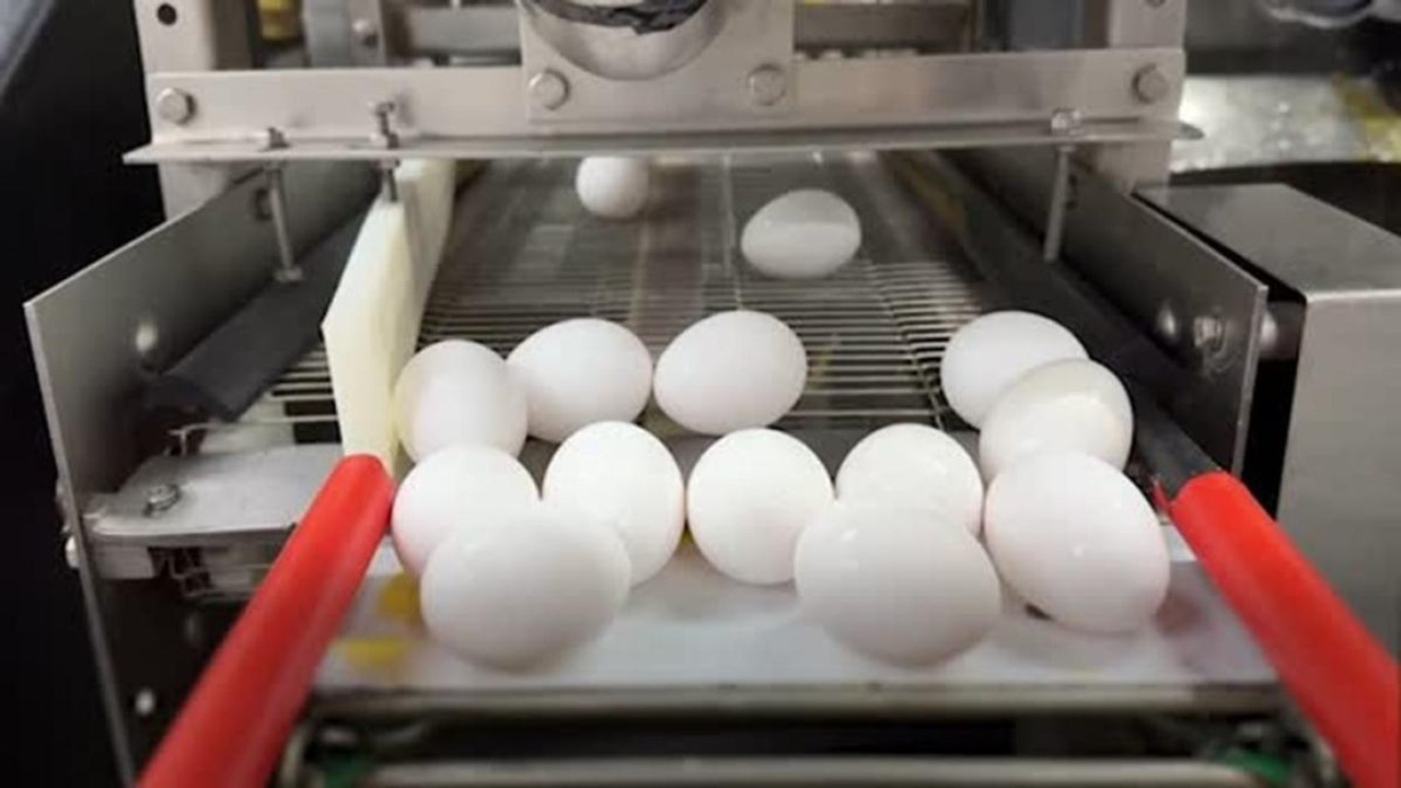 Ecco perché il prezzo delle uova è aumentato: tra i fattori la Pasqua e l'influenza aviaria - La videoscheda