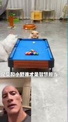 웃긴 고양이 웃긴 영상 .