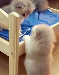 🐾 Welcome to the ultimate haven for cat lovers! 😻 In this adorable compil