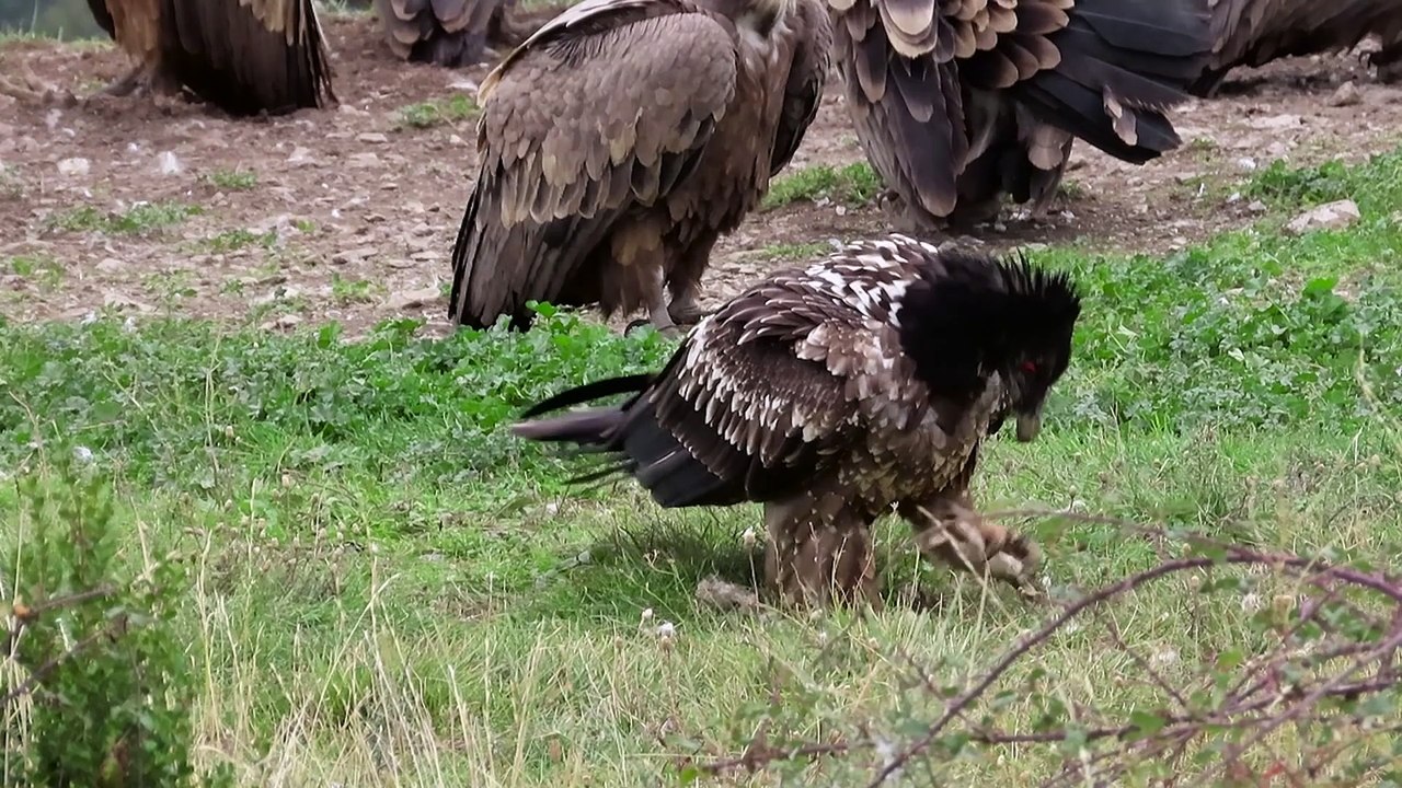 Quebrantahuesos Gypaetus barbatu Hides Lamiana Noviembre 019 4ªParte