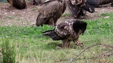 Quebrantahuesos Gypaetus barbatu Hides Lamiana Noviembre 019 4ªParte