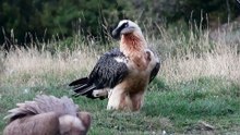 Quebrantahuesos Gypaetus barbatu Hides Lamiana Noviembre 019 1ªParte