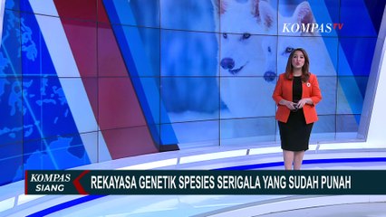 Potret Serigala Berbulu Putih Hasil Rekayasa Genetika Usai Punah 10 Ribu Tahun Lalu