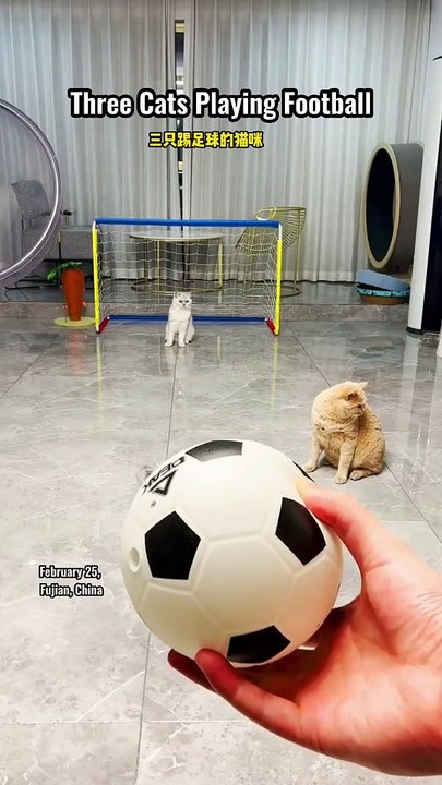 Funny cats playing football! R.I.P Orange cat