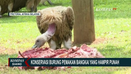 Terancam Punah, Ini Sederet Nilai Penting dari Burung Hering Pemakan Bangkai