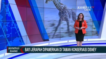 Gemas! Momen Perdana Bayi Jerapah Dipamerkan di Taman Konservasi Disney AS