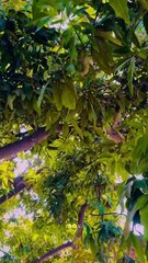 Traditional Village Life  A Quiet Morning Routine #maxrecords #larkana #sindh