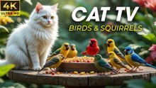 Soothing Nature Video For Cats To Watch Bird and Squirrel Together