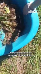 Brûlée au visage par des chenilles processionnaires