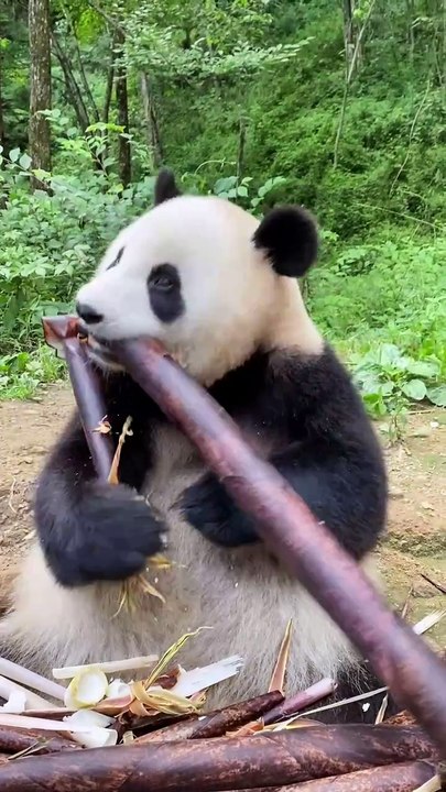 1-Panda's Bamboo Feast: Watch Him Eat Like a Pro! 🐼🎋