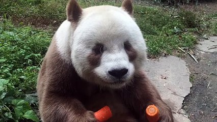 2- RARE COLORED PANDA! 😱 The Most Unique & Adorable Creature You’ve Ever Seen!