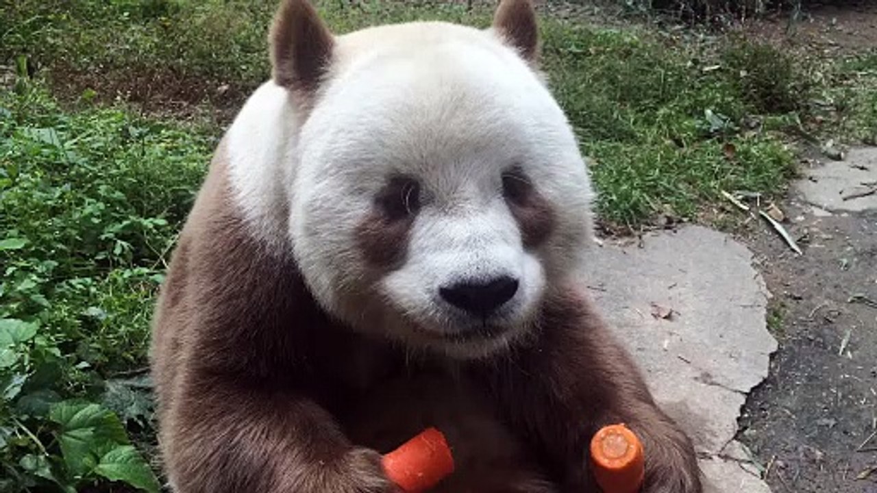 2- RARE COLORED PANDA! 😱 The Most Unique & Adorable Creature You’ve Ever Seen!