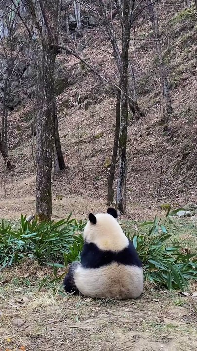 3- Panda’s Lonely Walk in the Rain – ASMR 4K Nature Footage 🌧️🐼