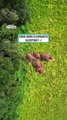 Elephants loving their sleep