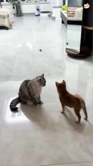 Kitten Fails So Hard It Goes Viral: 25 Seconds of #CatTok's New Star