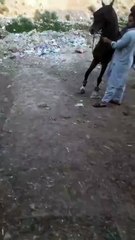 The Graceful Bond – A Horse and Its Master Preparing to Dance