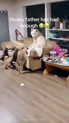 Doggo dad finally sees that are consequences for his actions 🤣🐶 . .  . . . #dog #doglover