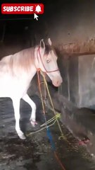 The Beauty of Loyalty – Three Elegant Horses Reflecting Their Master’s Care