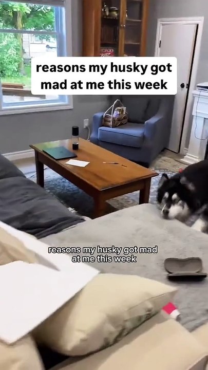 his majesty was not impressed with me 🤦🏽‍♀️ #husky #huskies #dogvideos #funnydogs #dogsofinstagram Shoutout to @fathead for sending us this 😂