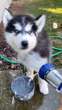 When baby Delta first discovered his love for water ↟ ↟ ↟ #camphusky #siberianhusky #husky #huskypuppy #huskies #california #siberianhuskies #vacation #cute #spring #Summer