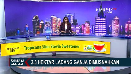 BNN Bersama TNI-Polri Musnahkan Ladang Ganja 2,3 Hektar di Aceh Utara