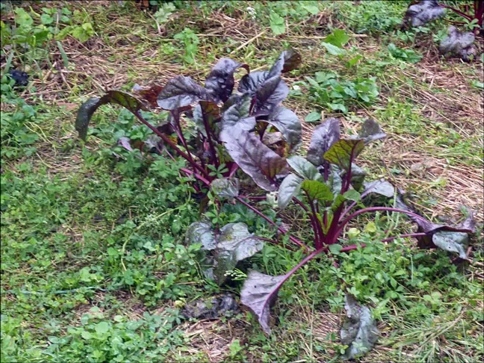 Jardins