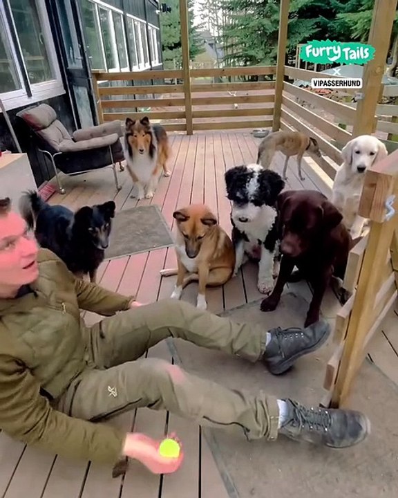 Lach dich schlapp mit Lustige Pfoten Ч. 82