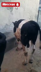 The Mountain of Meat – A Massive, Gentle Australian Bull