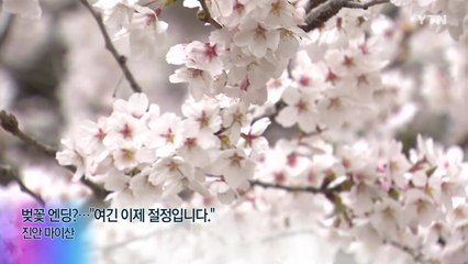 [영상] 벚꽃 엔딩?..."진안 마이산은 이제 절정입니다." / YTN