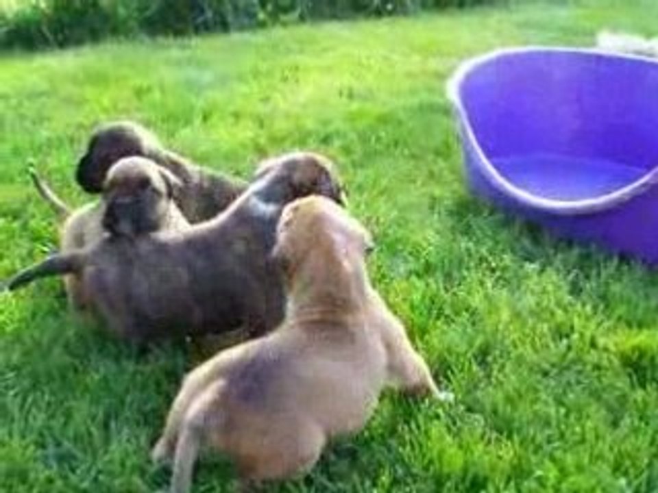 Video chiot 3sem