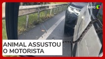 Cobra rasteja na janela de carro parado no trânsito em Santa Catarina