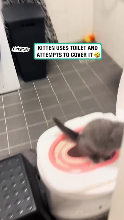 Cat attempts to cover after toilet