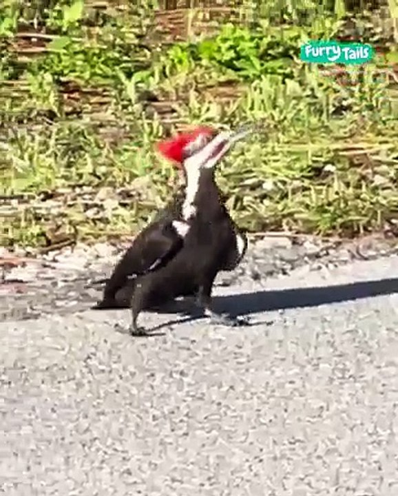 Lach dich schlapp mit Lustige Pfoten Ч. 83