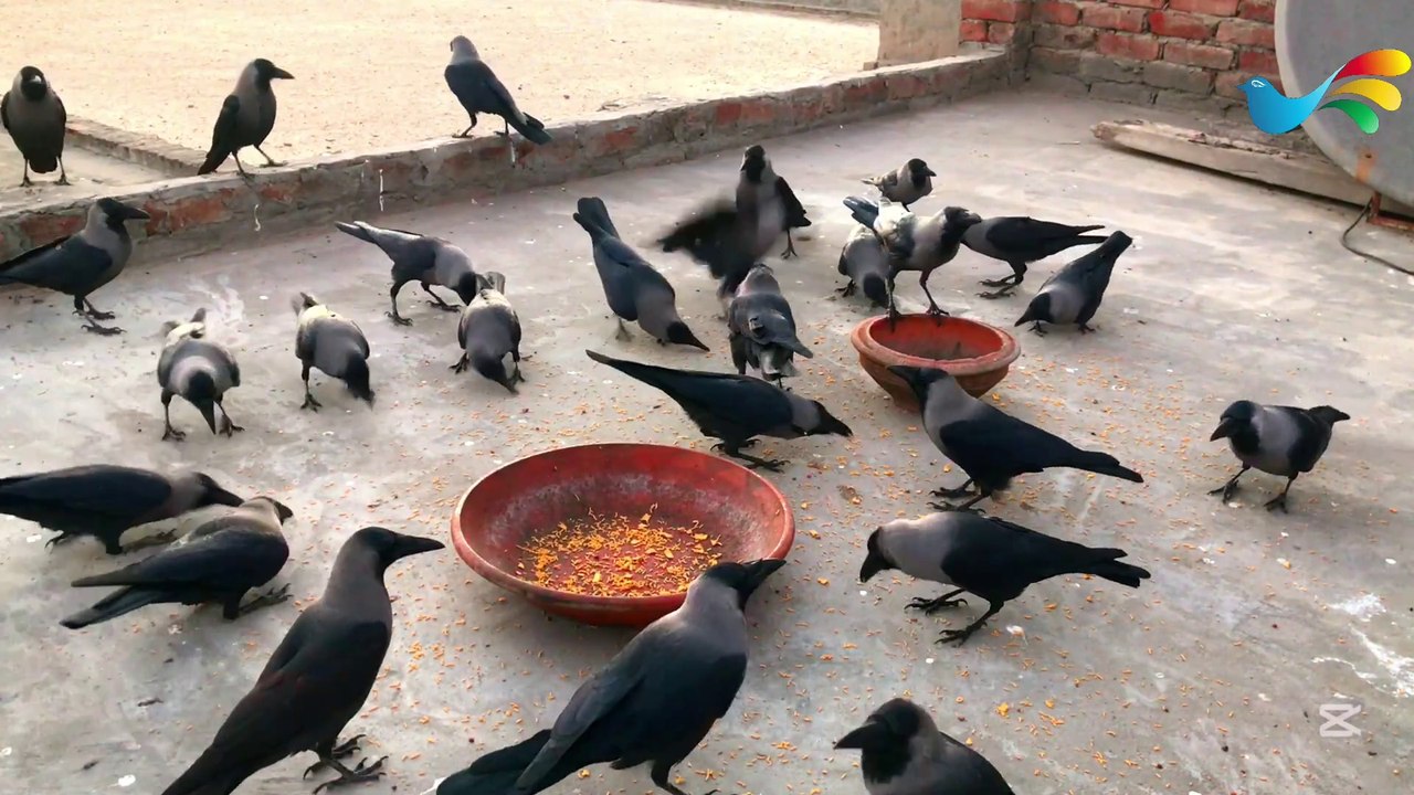 Different kauwa ki awaz - Crow Feeding Time & Crow sound for Cheese Food in Morning & Feeding P-1