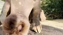 Saleemoffical presentation- Awkward Aardvark.#animal