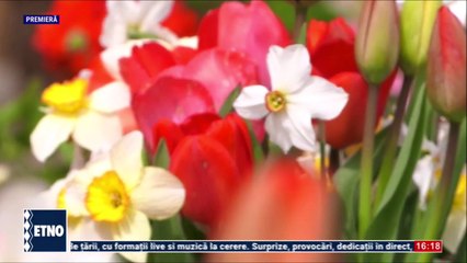 Maria Murgoci - Cum rasuna hora-n sat (Petrecerea artistilor - ETNO TV - 13.04.2025)