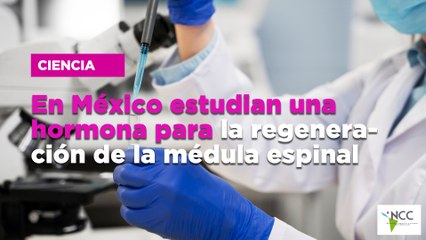 En México estudian una hormona para la regeneración de la médula espinal