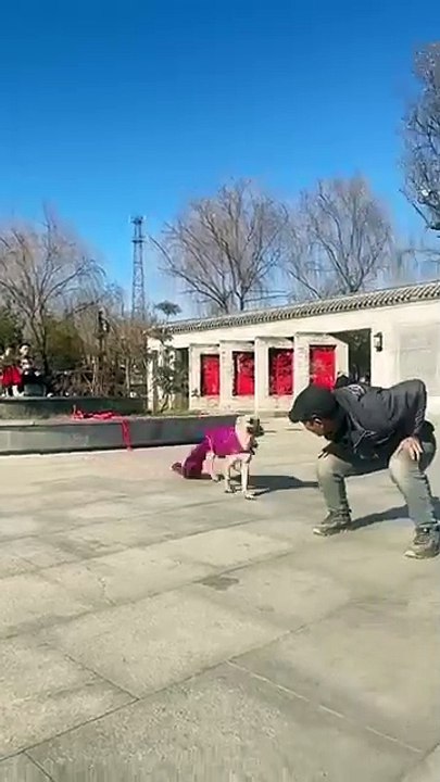 Dog video