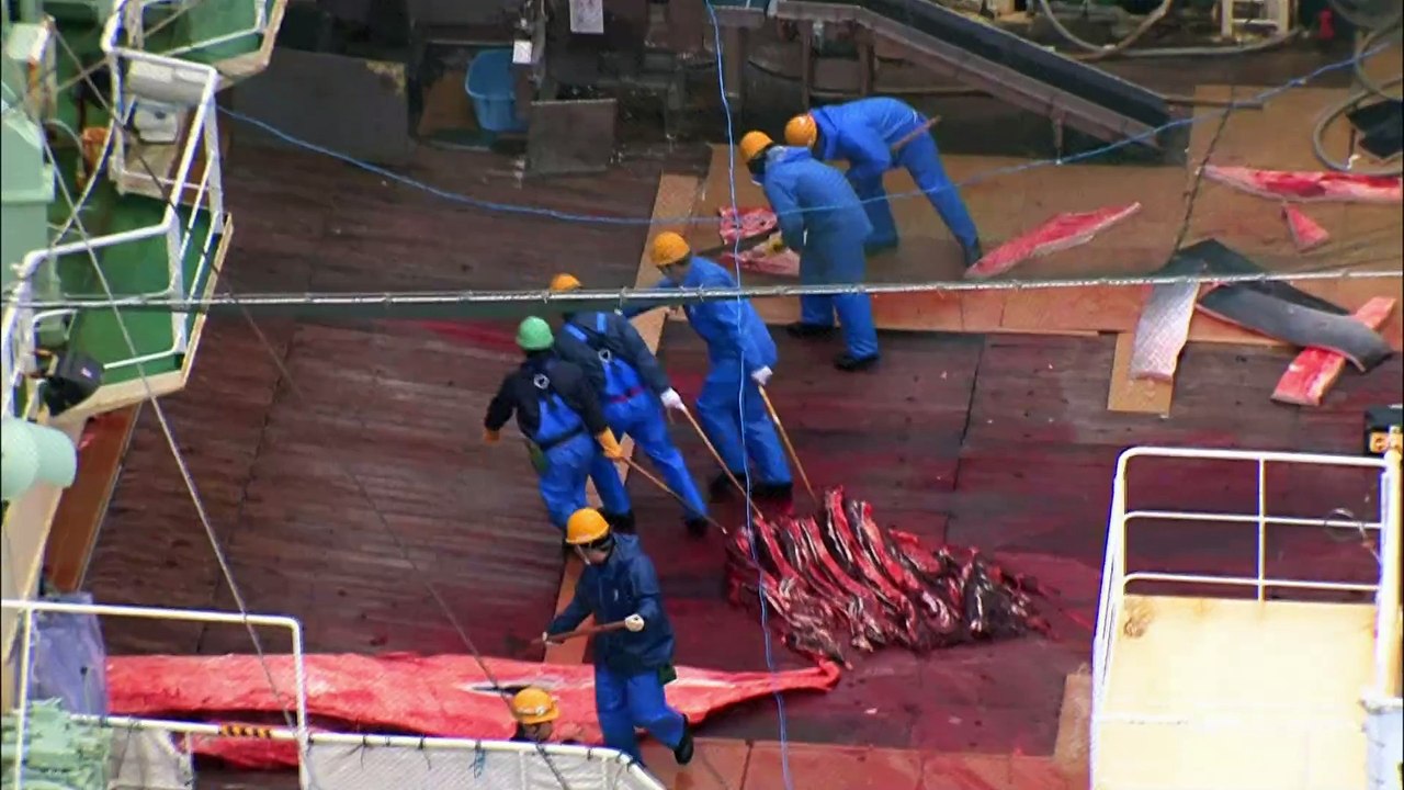 Whale Wars_S03E09_Blutiger Pfad