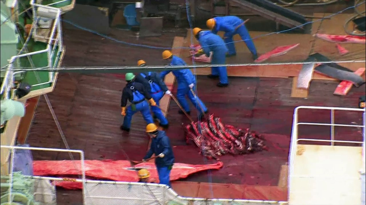 Whale Wars_S03E11_Der Konkurrenz im Nacken