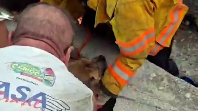 Bomberos rescatan a perro atrapado en alcantarilla
