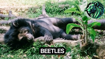 This Bear Has a Straw for a Tongue – And It’s Deadlier Than It Sounds