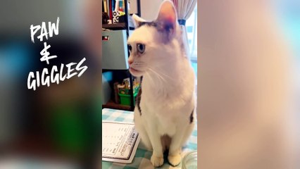 Why Do Cats Look Like That?!